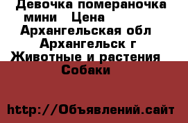 Девочка помераночка мини › Цена ­ 50 000 - Архангельская обл., Архангельск г. Животные и растения » Собаки   